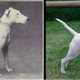 Left: Photo from 1915 book, “Breeds of All Nations.” Right: The bull terrier in 2012.